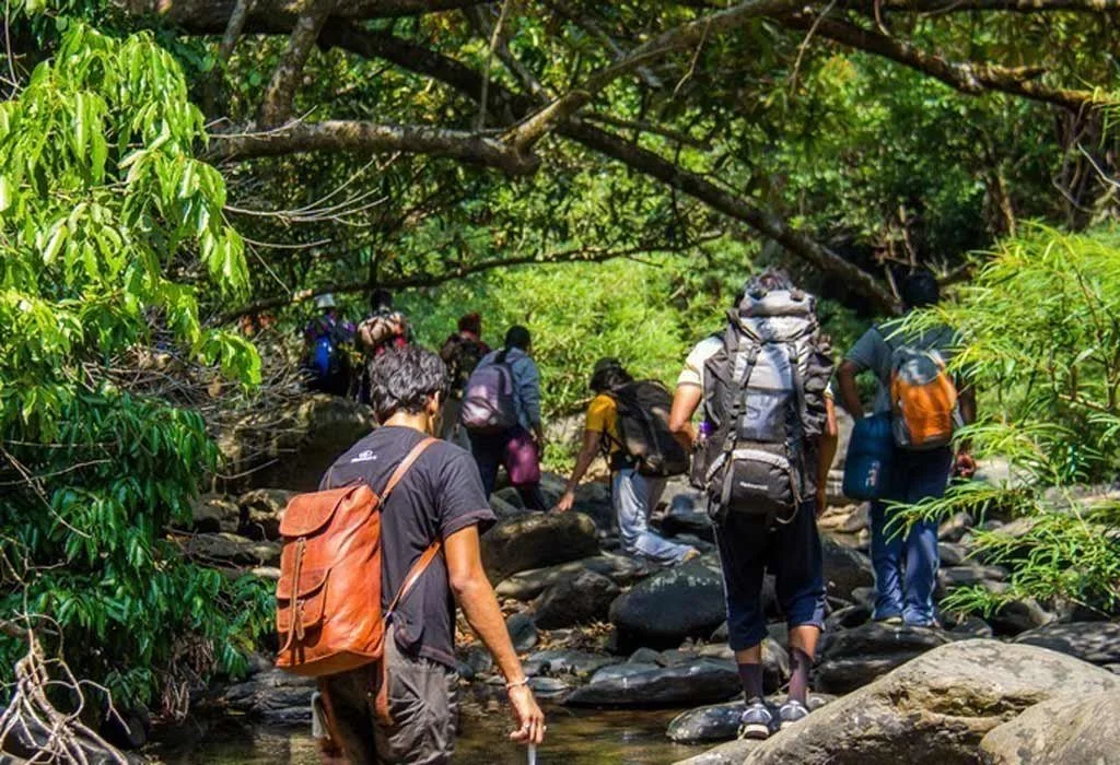 Forest Trekking Views